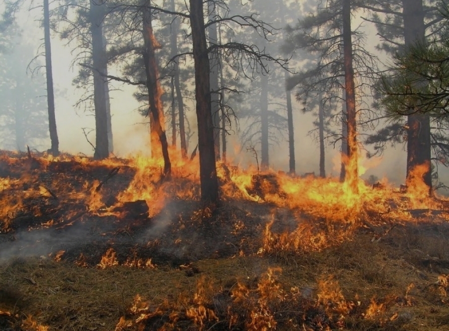 UPOZORENJE GRAĐANSTVU: NIJE DOZVOLJENO LOŽENJE OTVORENE VATRE U ŠUMAMA I ŠUMSKOM ZEMLJIŠTU