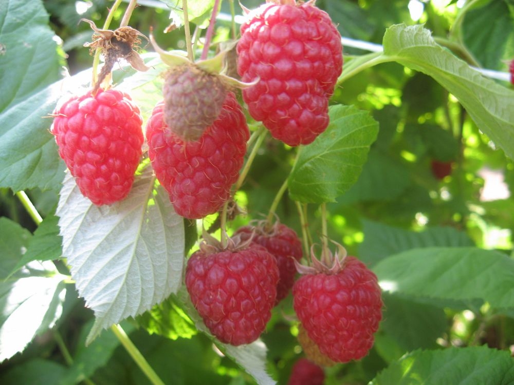 ISPLATA POTICAJA ZA PROIZVODNJU MALINE U IZNOSU OD 972.830,00 KM