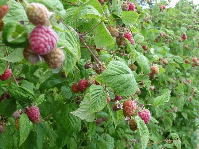 VLADA ZDK ISPLATILA SVE POTICAJE U POLJOPRIVREDNOJ PROIZVODNJI ZA 2018. GODINU