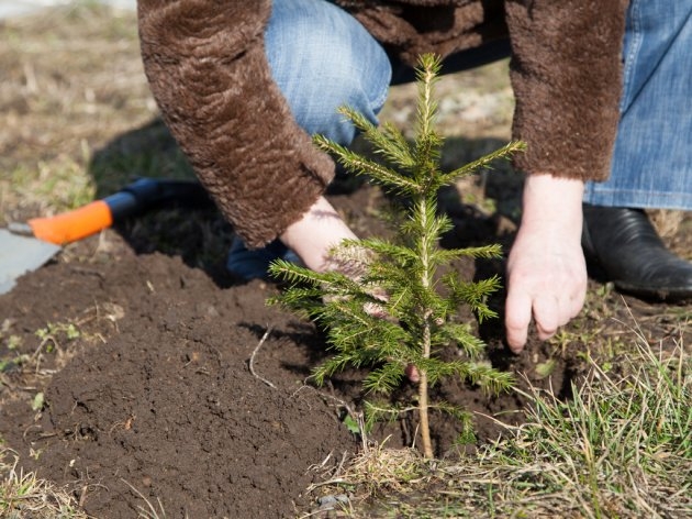 OBEZBIJEĐEN BESPLATAN SADNI MATERIJAL, PROJEKTNA DOKUMENTACIJA I STRUČNA POMOĆ PRI POŠUMLJAVANJU PRIVATNIH ŠUMA