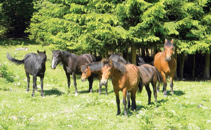 Svjetski dan zaštite životinja