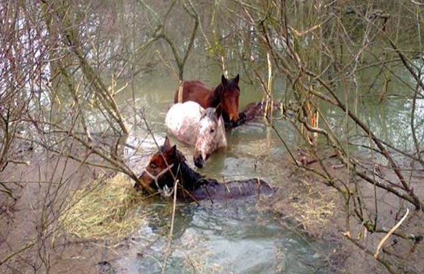KRIZNI ŠTAB ZA VETERINARSTVO DEŽURAN 24 SATA