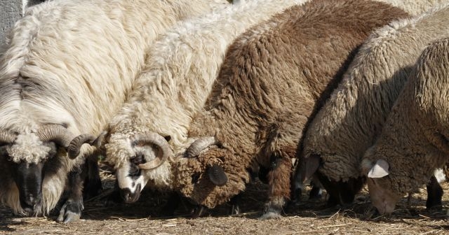 BRIGA O ZAŠTITI ŽIVOTINJA