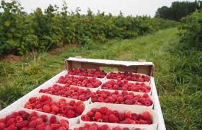 UDRUŽENJE POLJOPRIVREDNIKA ZDK SE OGRAĐUJE OD JUČERAŠNJEG SKUPA PROIZVOĐAČA MALINE: ISTUPI IZNENADNIH DUŠEBRIŽNIKA NE DONOSE RJEŠENJE NITI PREDSTAVLJAJU STAV MALINARA ZDK