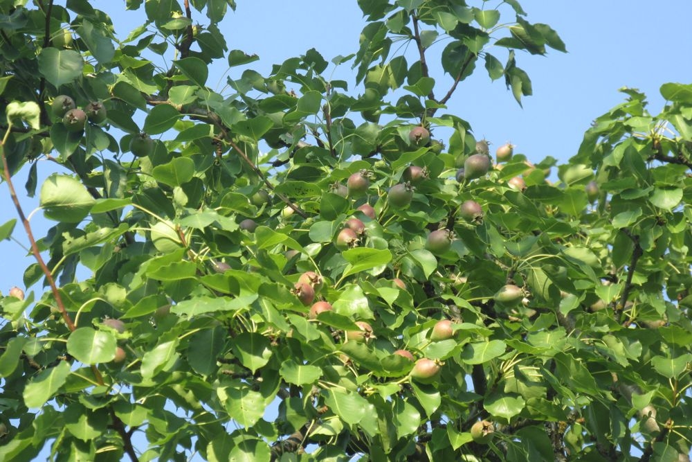 SREDSTVA ZA ZASNIVANJE NOVIH ZASADA VISOKOSTABLAŠICA