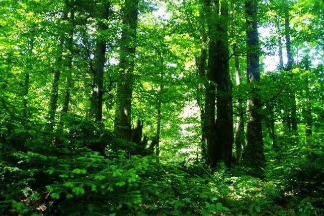 VLADA USVOJILA PROGRAM UTROŠKA NAMJENSKIH SREDSTAVA IZ OBLASTI ŠUMARSTVA ZA 2018.GODINU