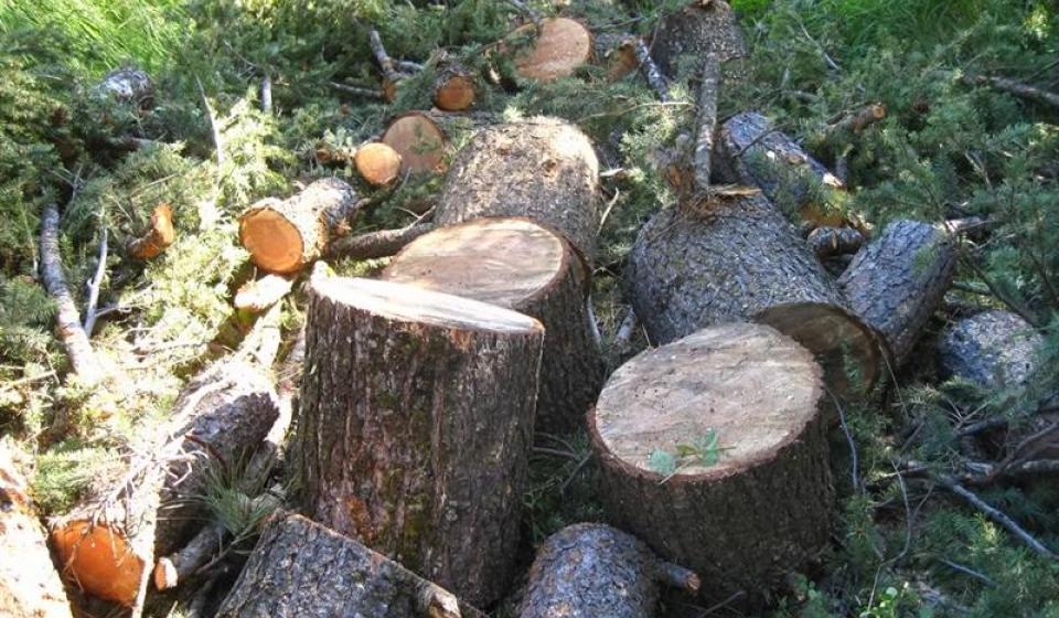 VLADA KANTONA RAZMATRALA INFORMACIJU O ŠUMSKIM KRAĐAMA