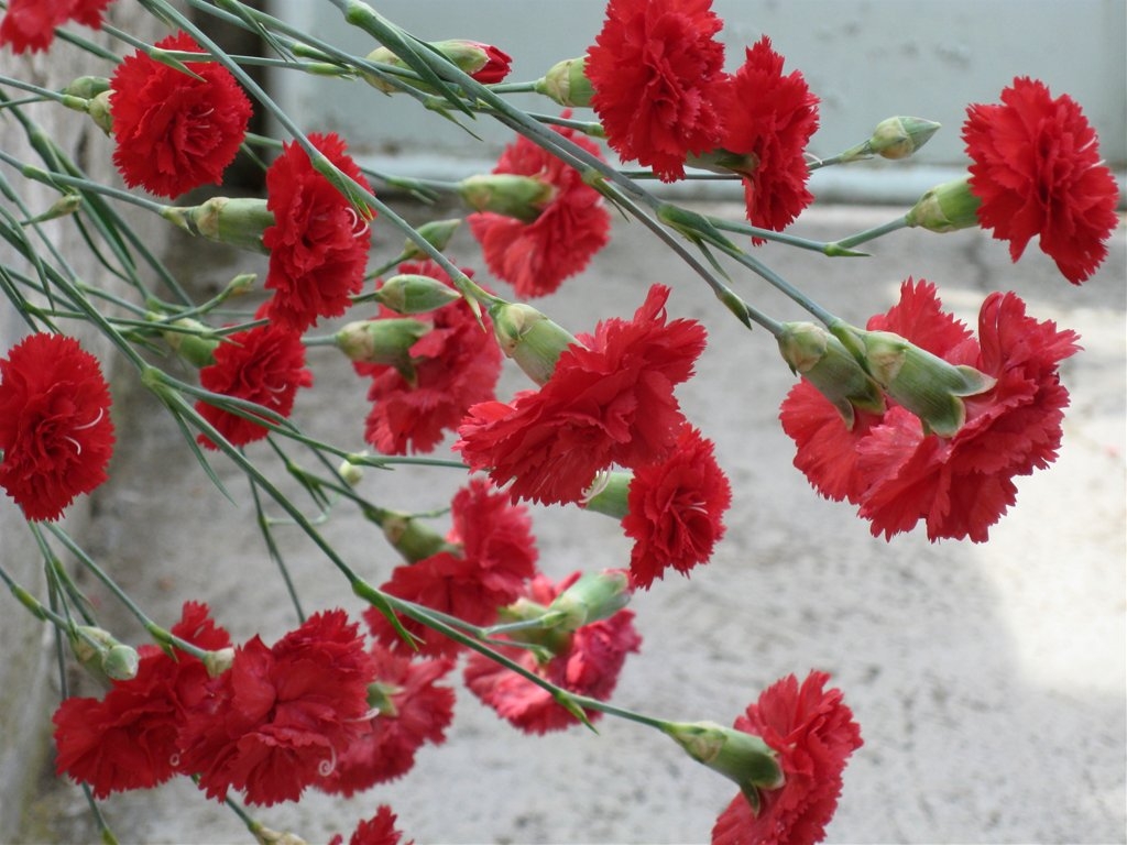 Prvomajska čestitka premijera Fikreta Plevljaka