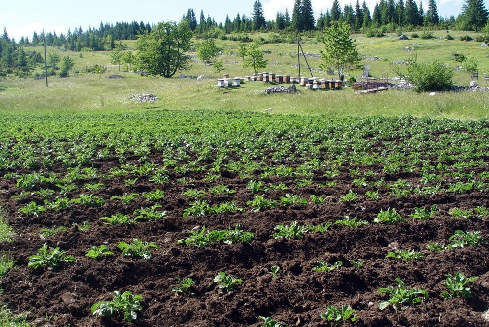 ISPLAĆENO 1,5 MILIONA KM POTICAJA POLJOPRIVREDNICIMA IZ BUDŽETA ZE-DO KANTONA